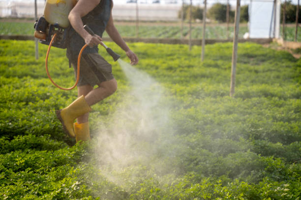 Best Pest Removal Services  in , MS