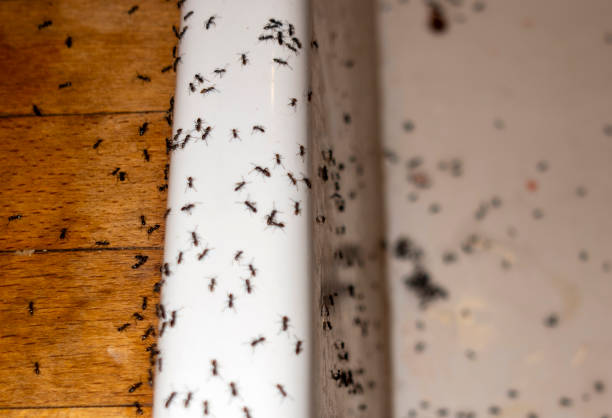  , MS Pest Control Pros