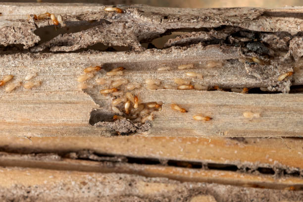 Best Pest Inspection Near Me  in , MS